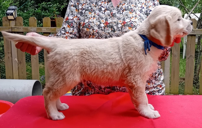 du Plateau des Bories - Chiots disponibles - Golden Retriever
