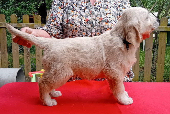 du Plateau des Bories - Chiots disponibles - Golden Retriever